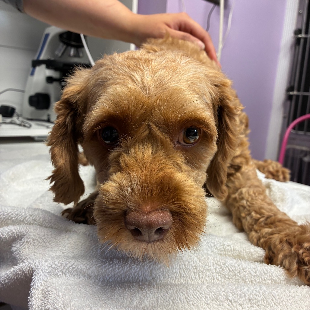 Cockapoo