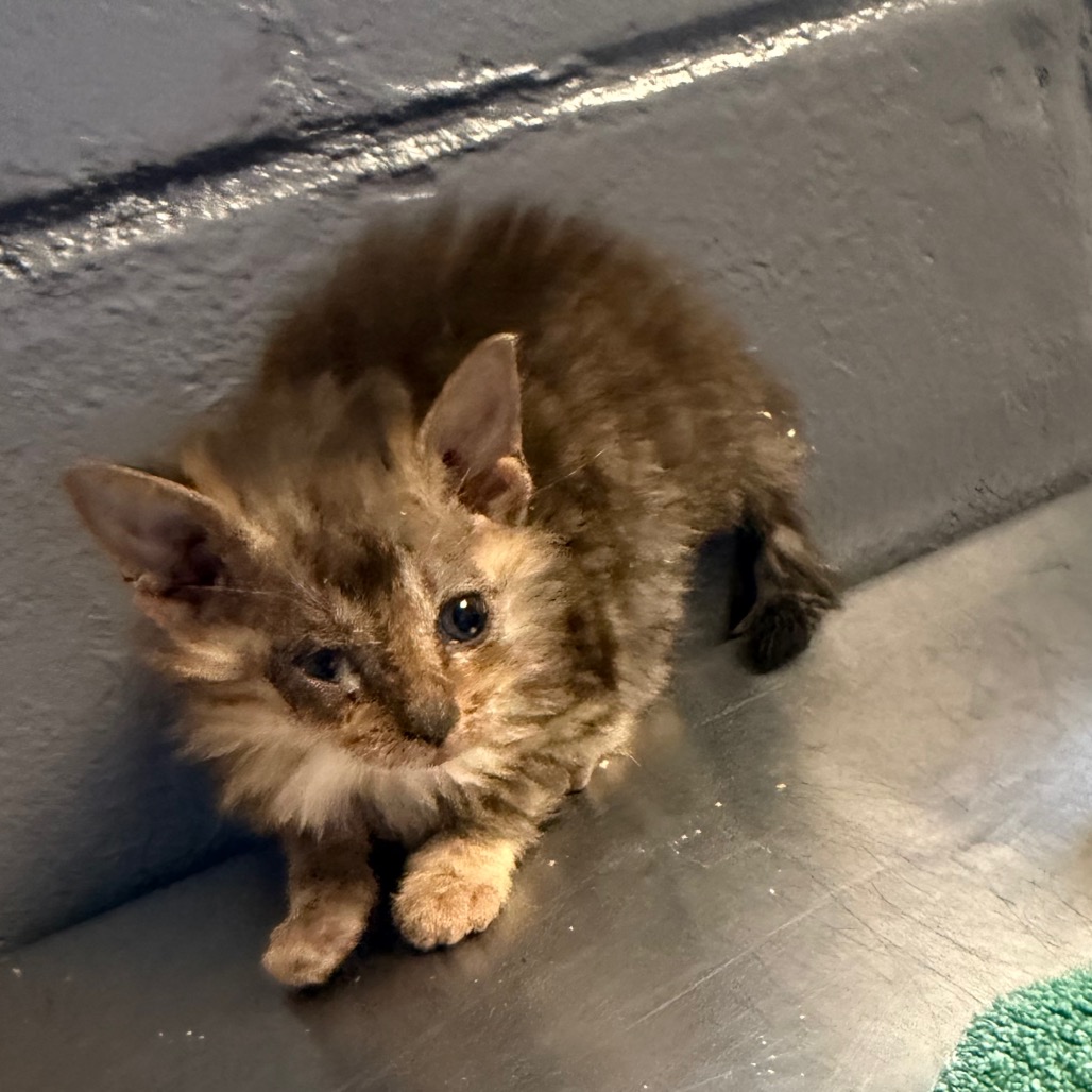 Tusc Stray 84518 2 3 4 5