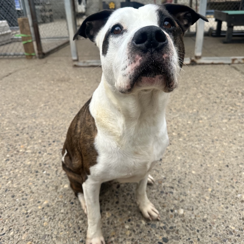 Eastwood aka Rico — thumbnail 5