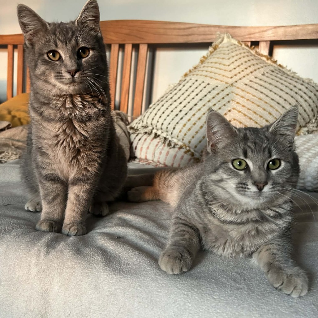 Olive — thumbnail 4