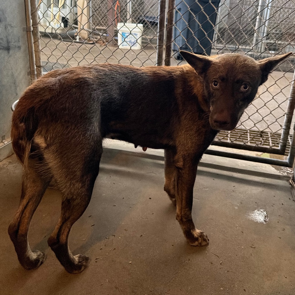 JEFA - Shepherd available for adoption