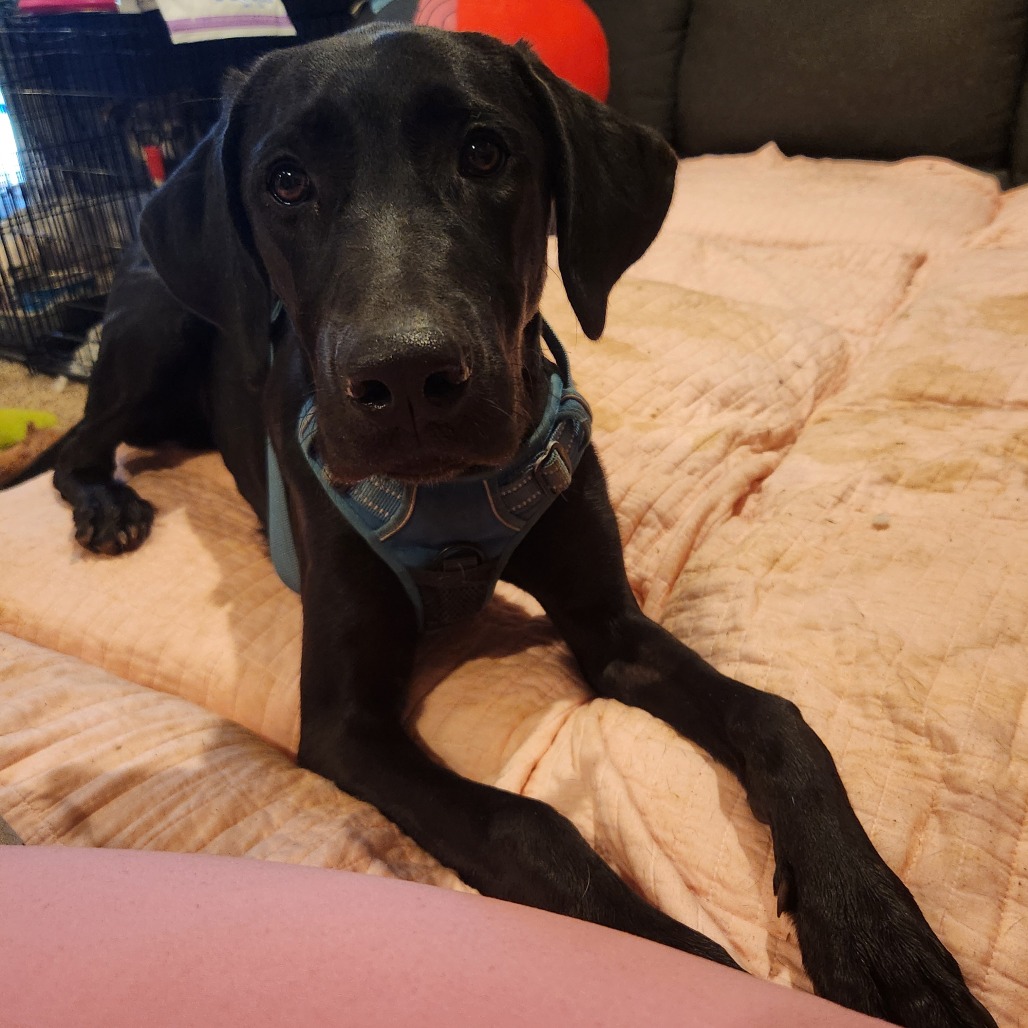 Darcy, photo 14