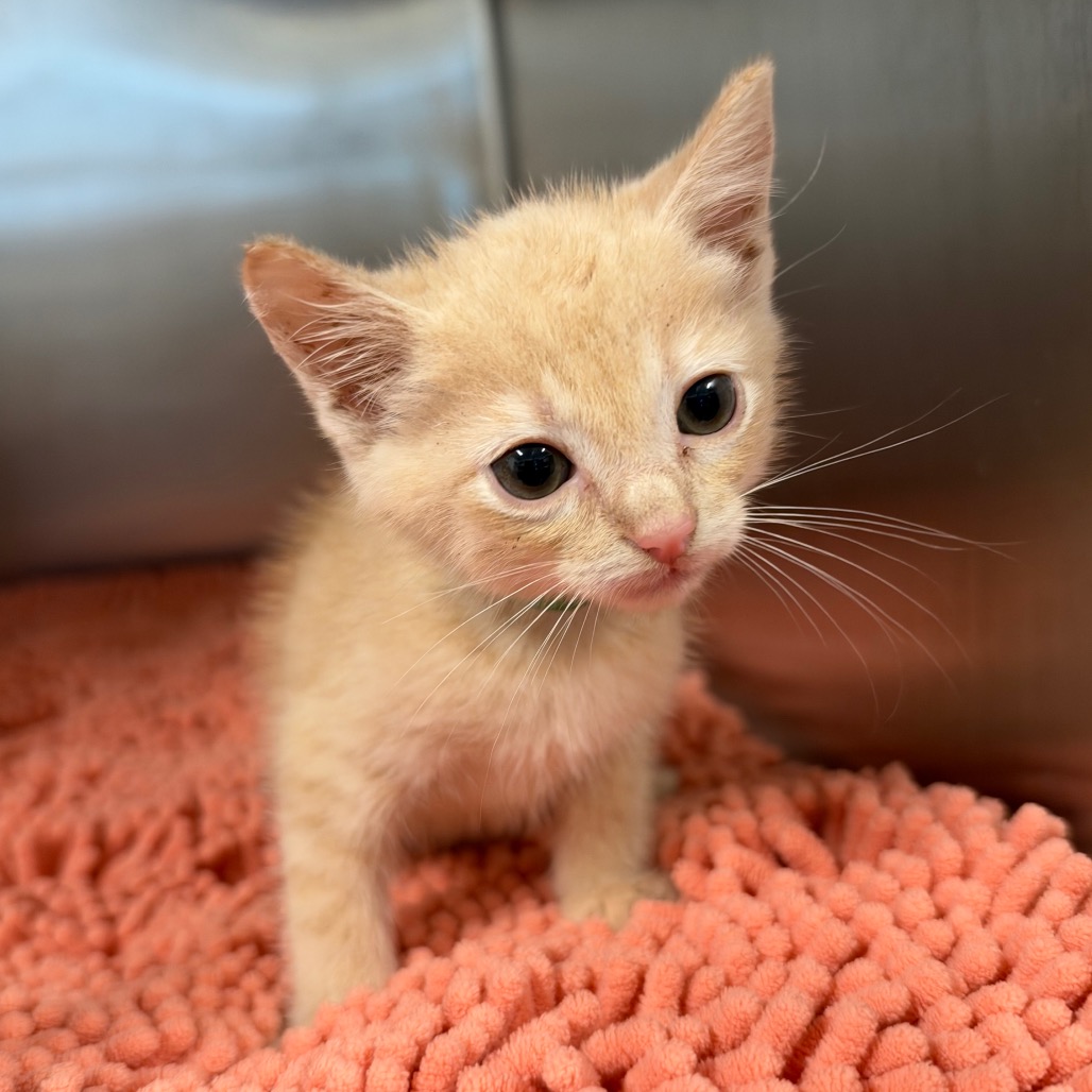 CASHMERE (GRN) - Domestic Shorthair / Domestic Shorthair available for adoption