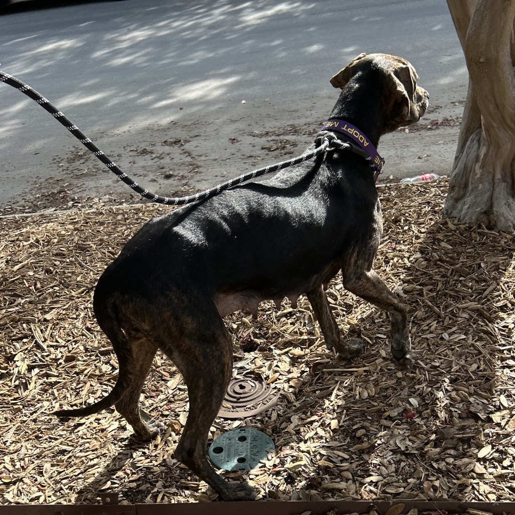 LINA - Hound / Plott available for adoption