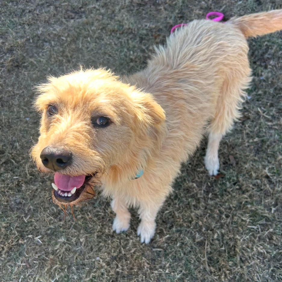 Baxter2, photo 8