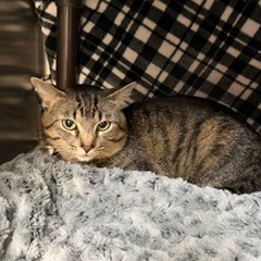 MILO - Domestic Shorthair available for adoption