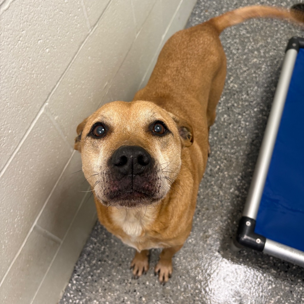 Diesel — thumbnail 2