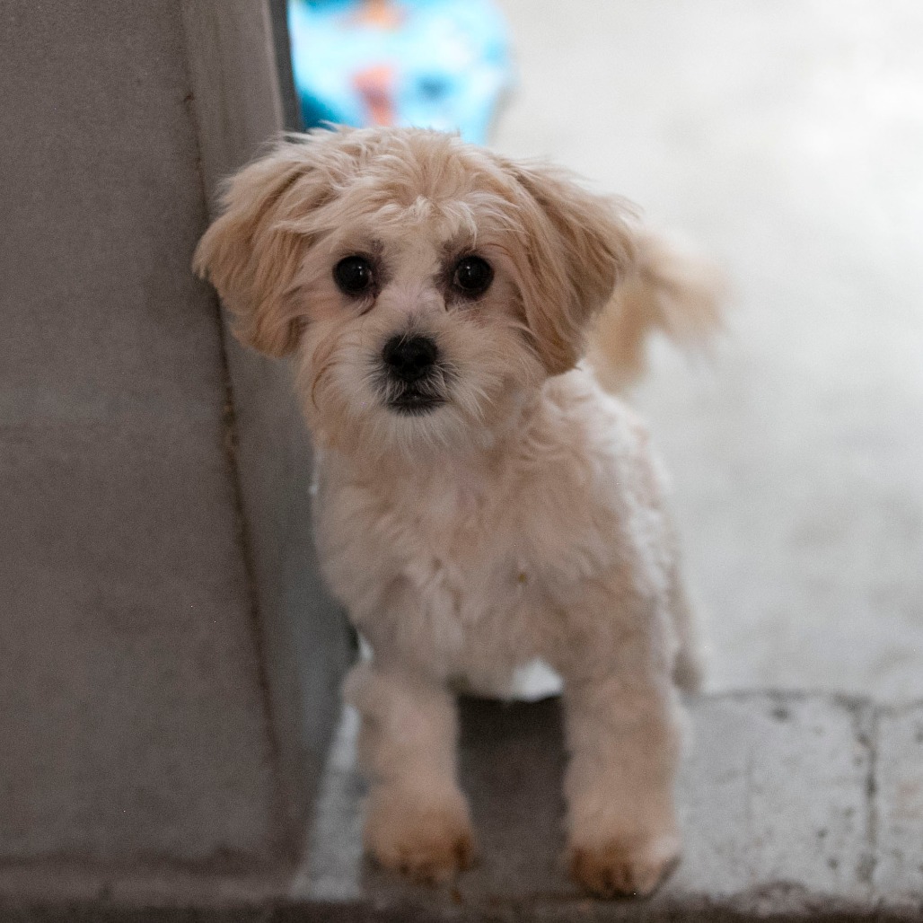 CARLIE (AG26-187) - Pekingese / Poodle, Miniature available for adoption