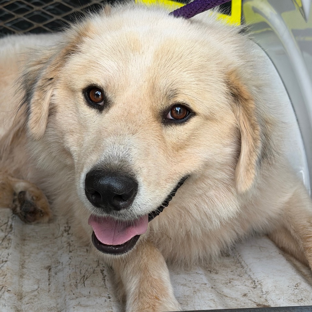 Great Pyrenees
