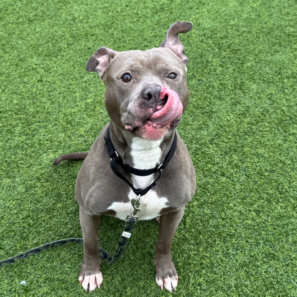 Photo of Blueberry Jam 10