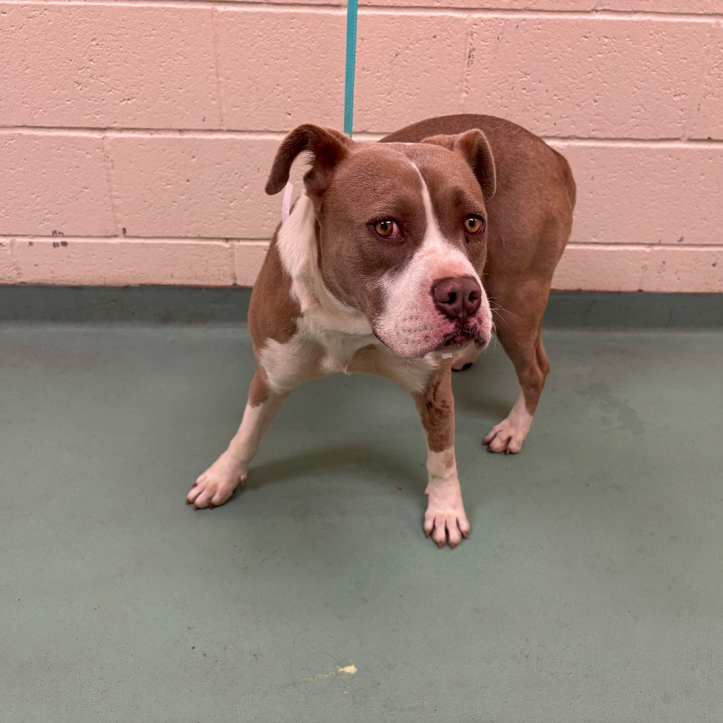 Roxy — thumbnail 8