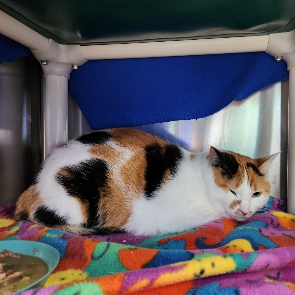 Whimsy-Foster — thumbnail 2