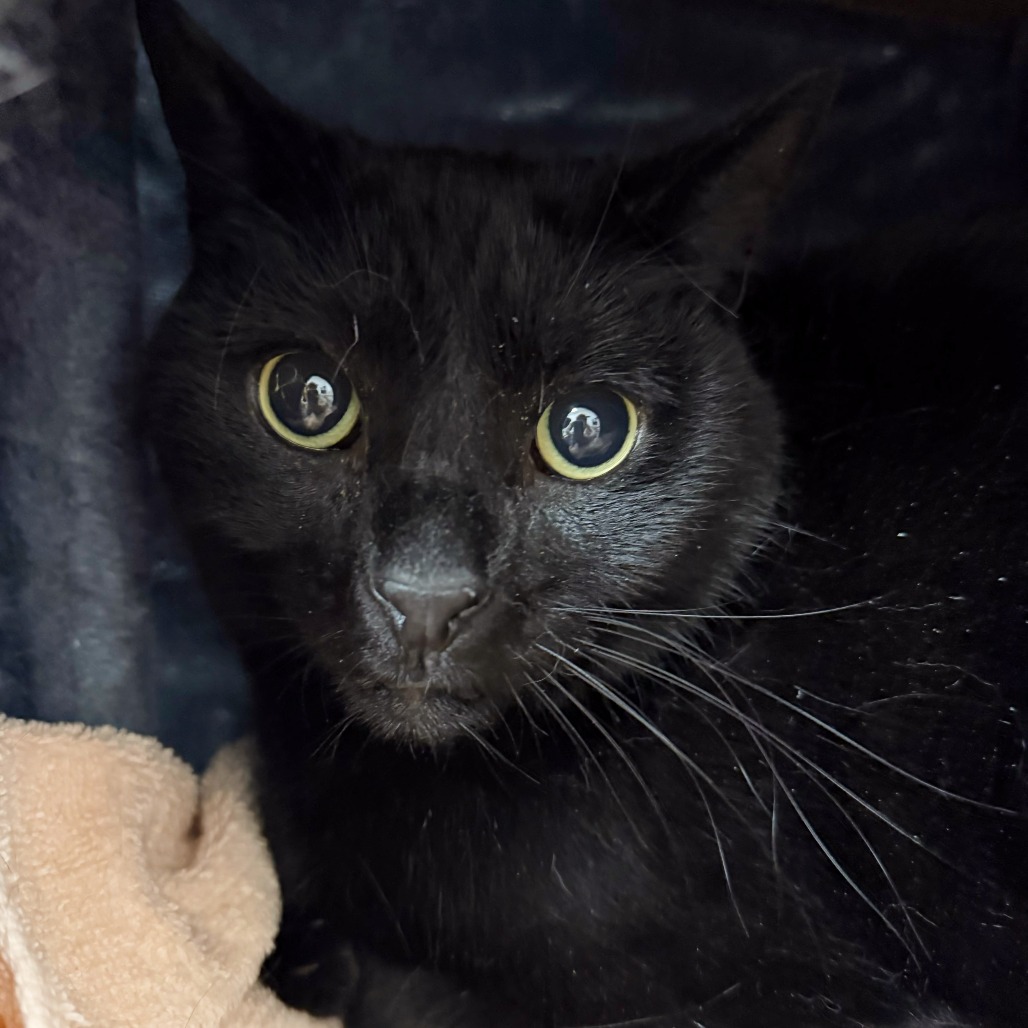 PANTHER - Domestic Shorthair available for adoption