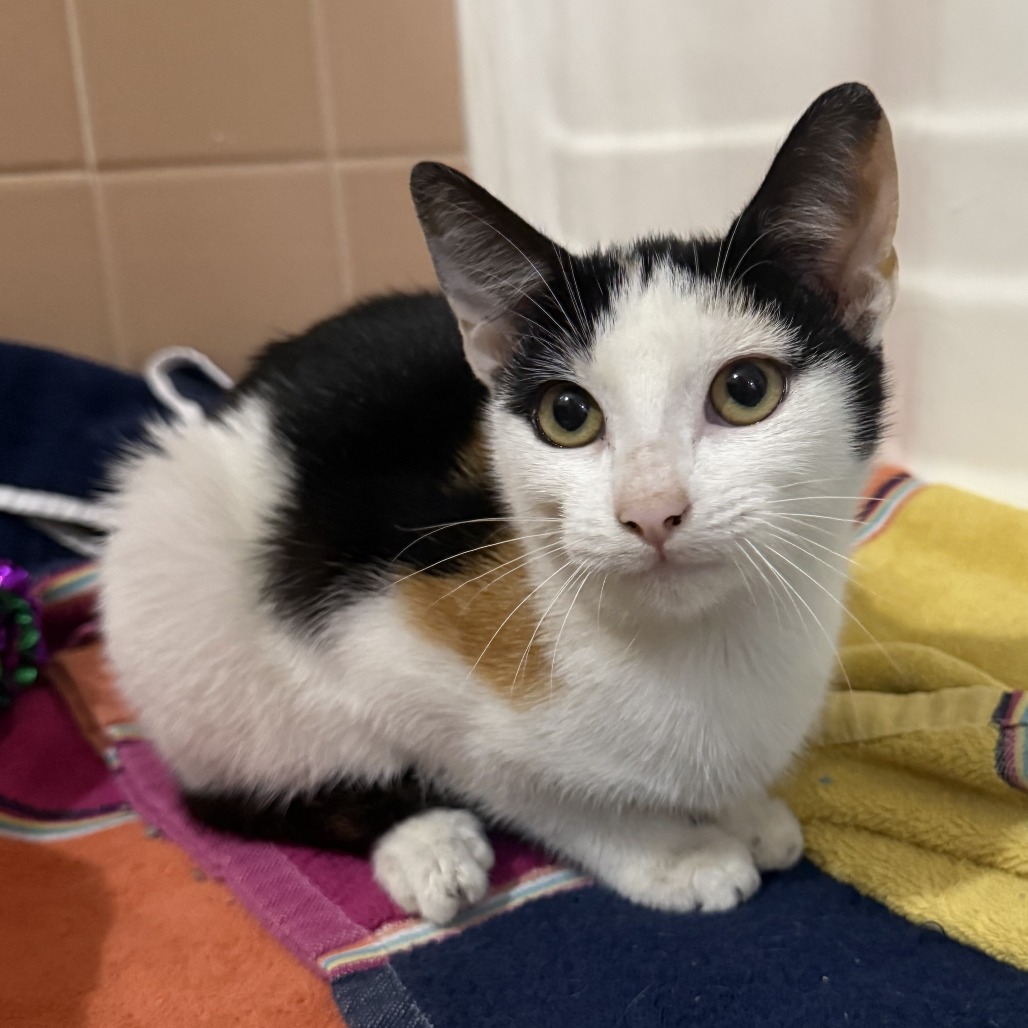 ROBIN (BONDED WITH BATMAN) - Domestic Shorthair / Unknown available for adoption