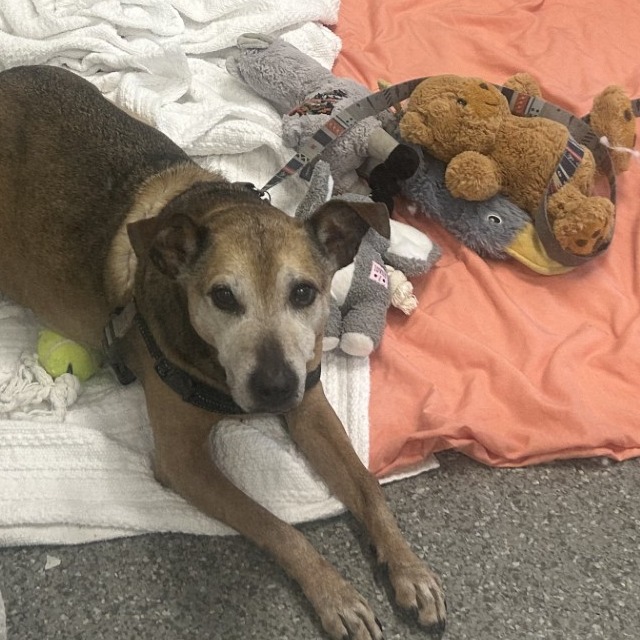 Rocky — thumbnail 2