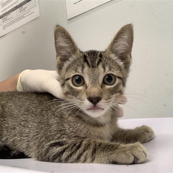 EDGAR - Domestic Shorthair available for adoption