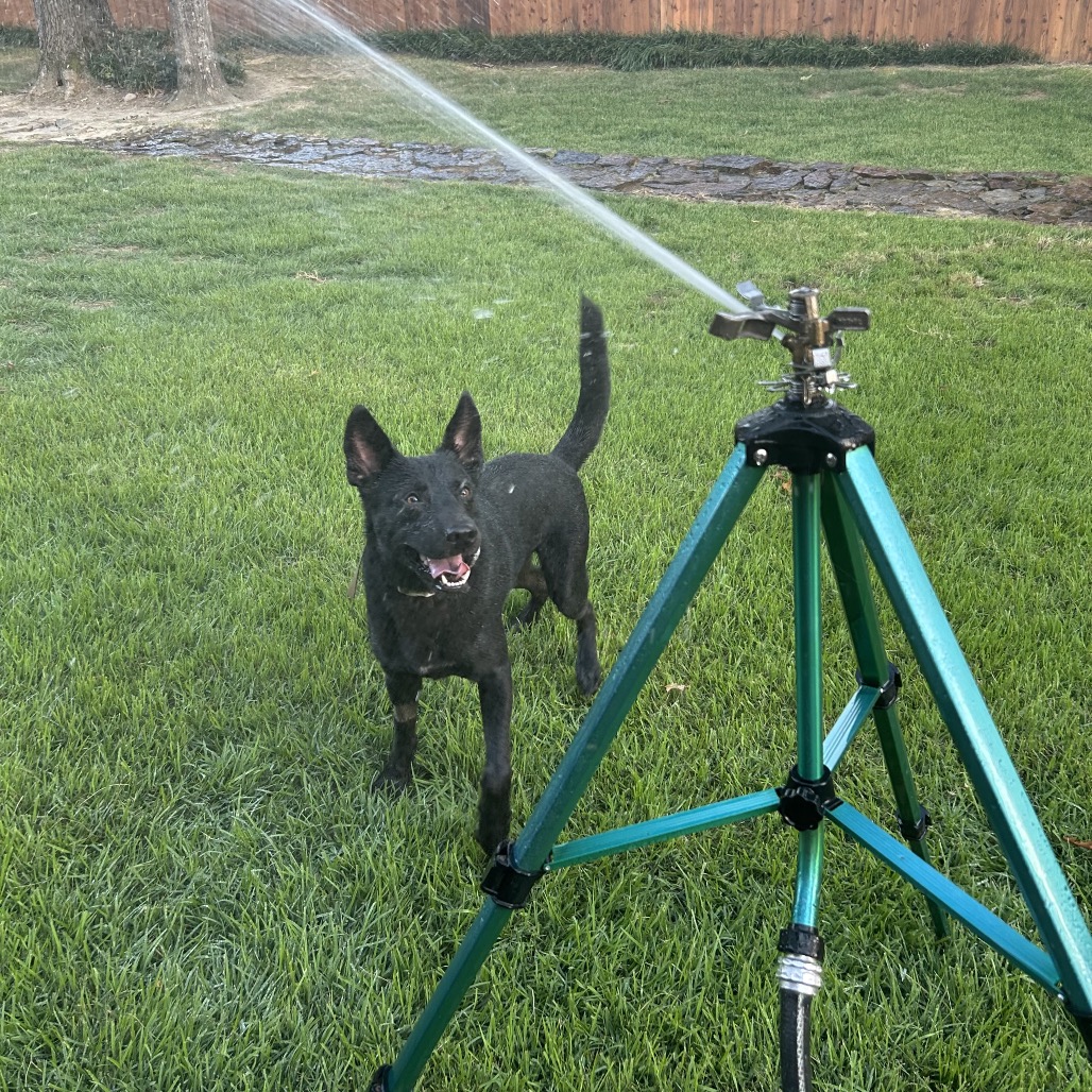 Jet, photo 14