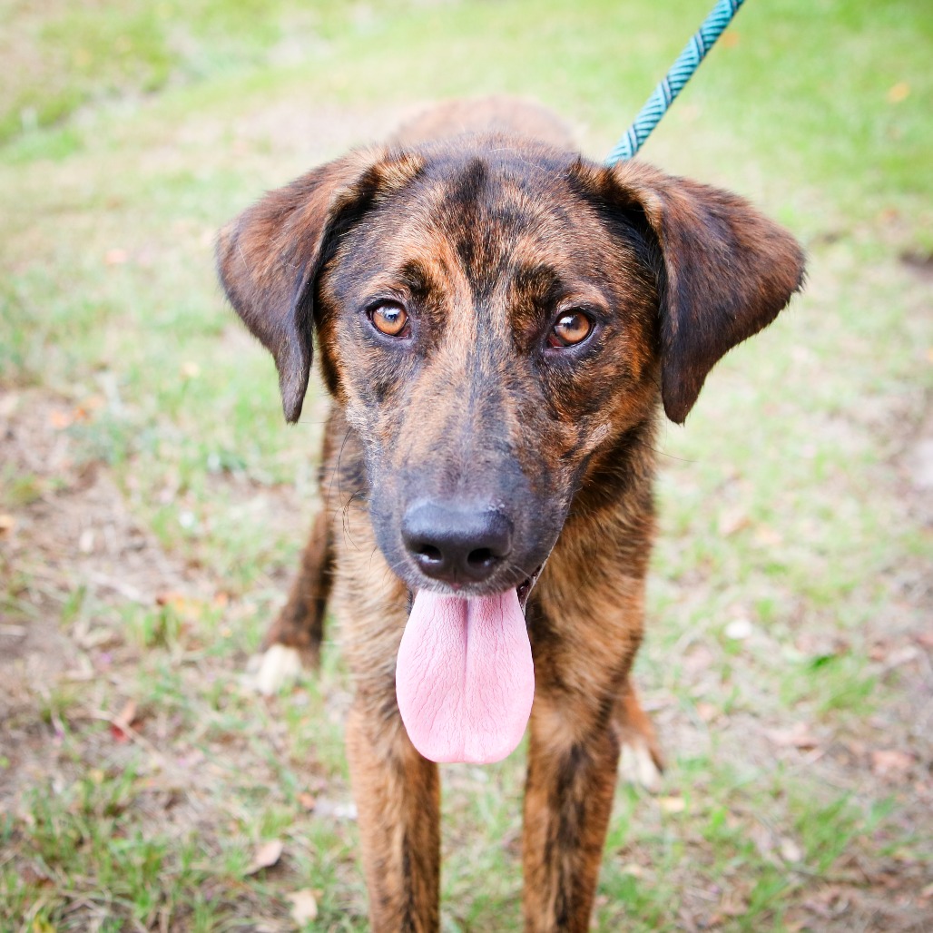 FIDGET - Shepherd / Mountain Cur available for adoption
