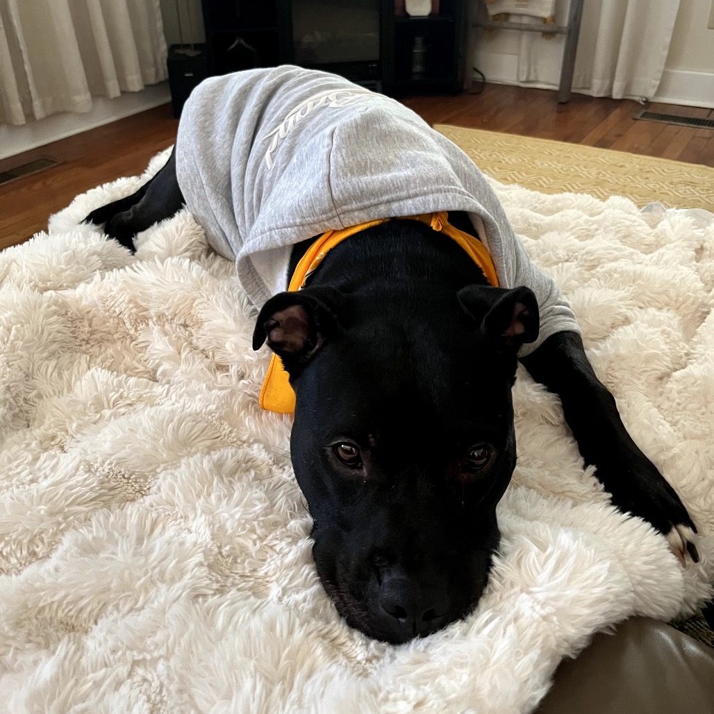 Bowser, photo 29
