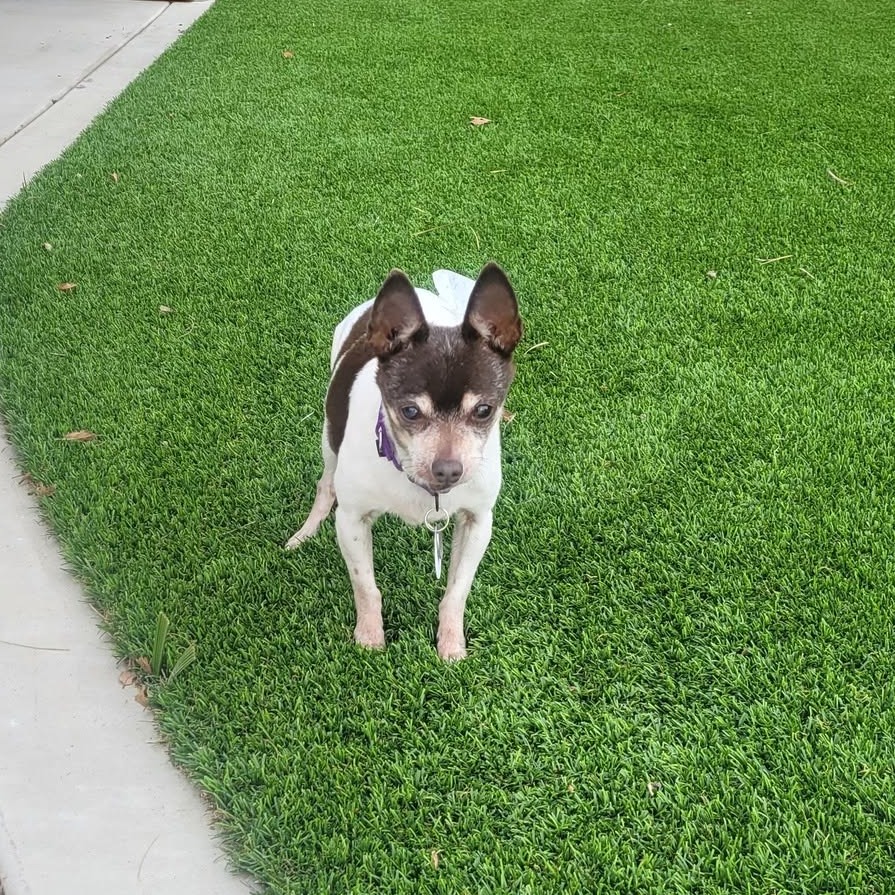 Dexter, photo 4
