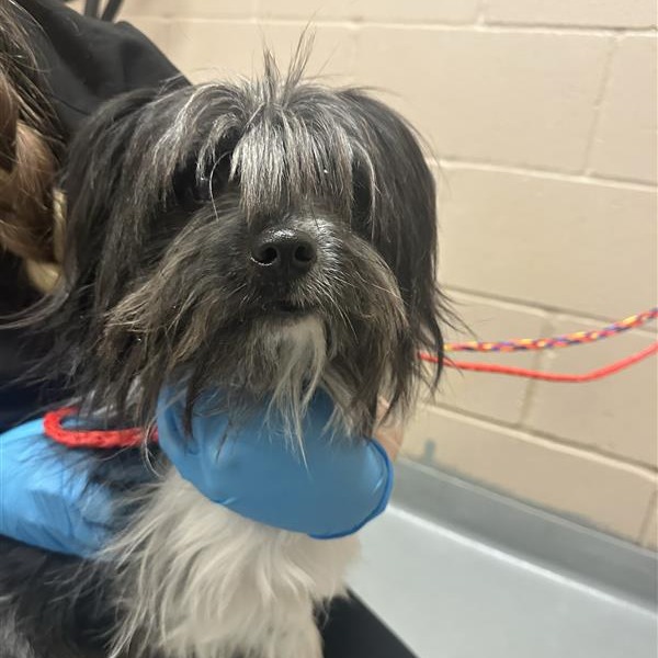 Shih Tzu