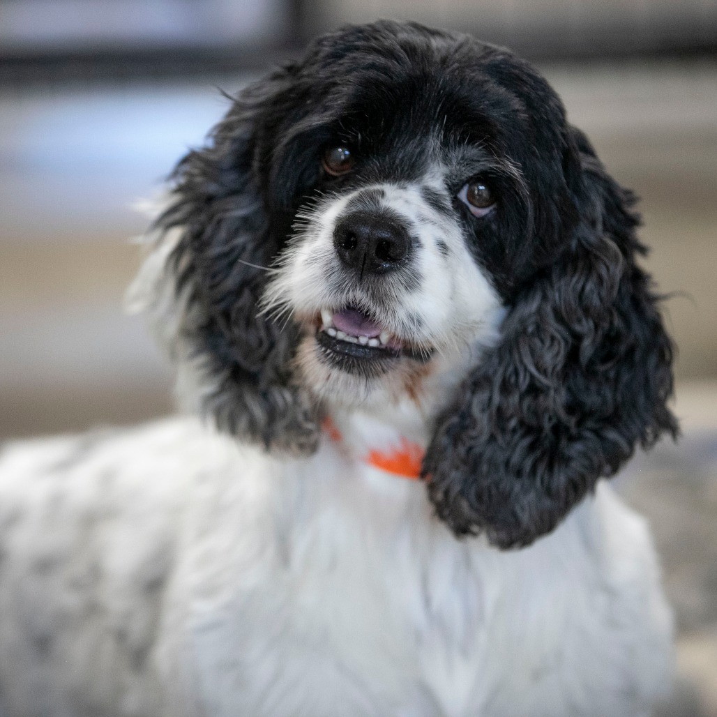 SUNDAY (OT26-18) - Spaniel / American Cocker available for adoption