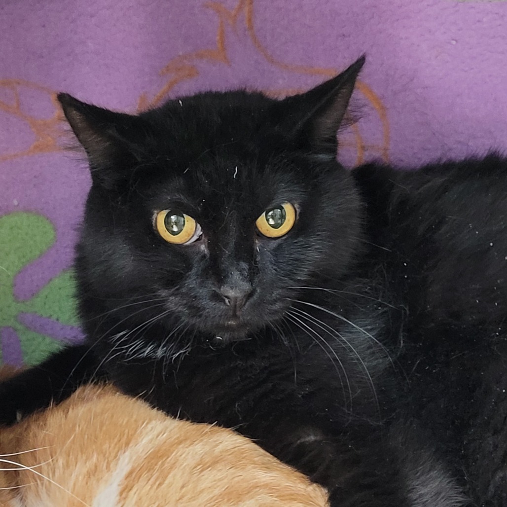 BINX - Domestic Shorthair available for adoption