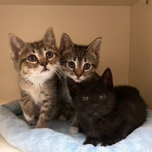 SAERIS - Domestic Shorthair available for adoption