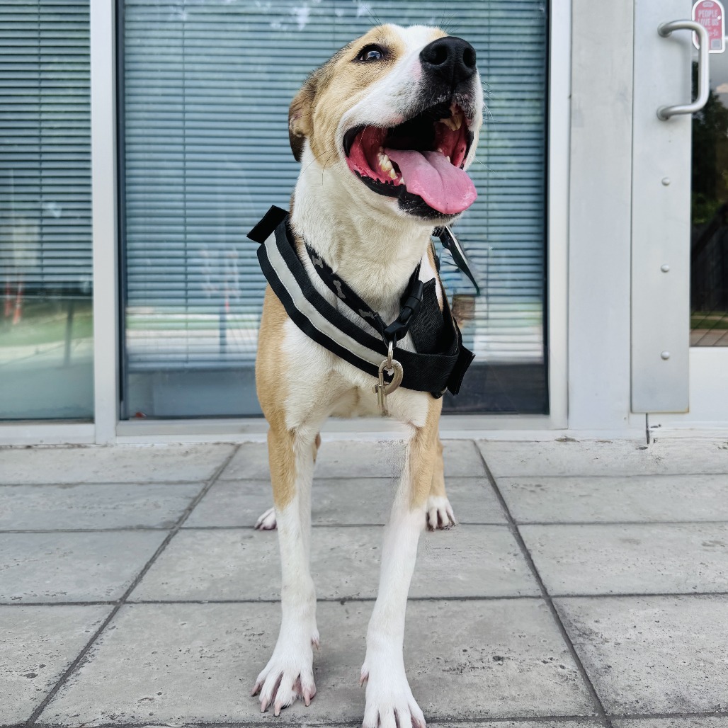 Duke 3.