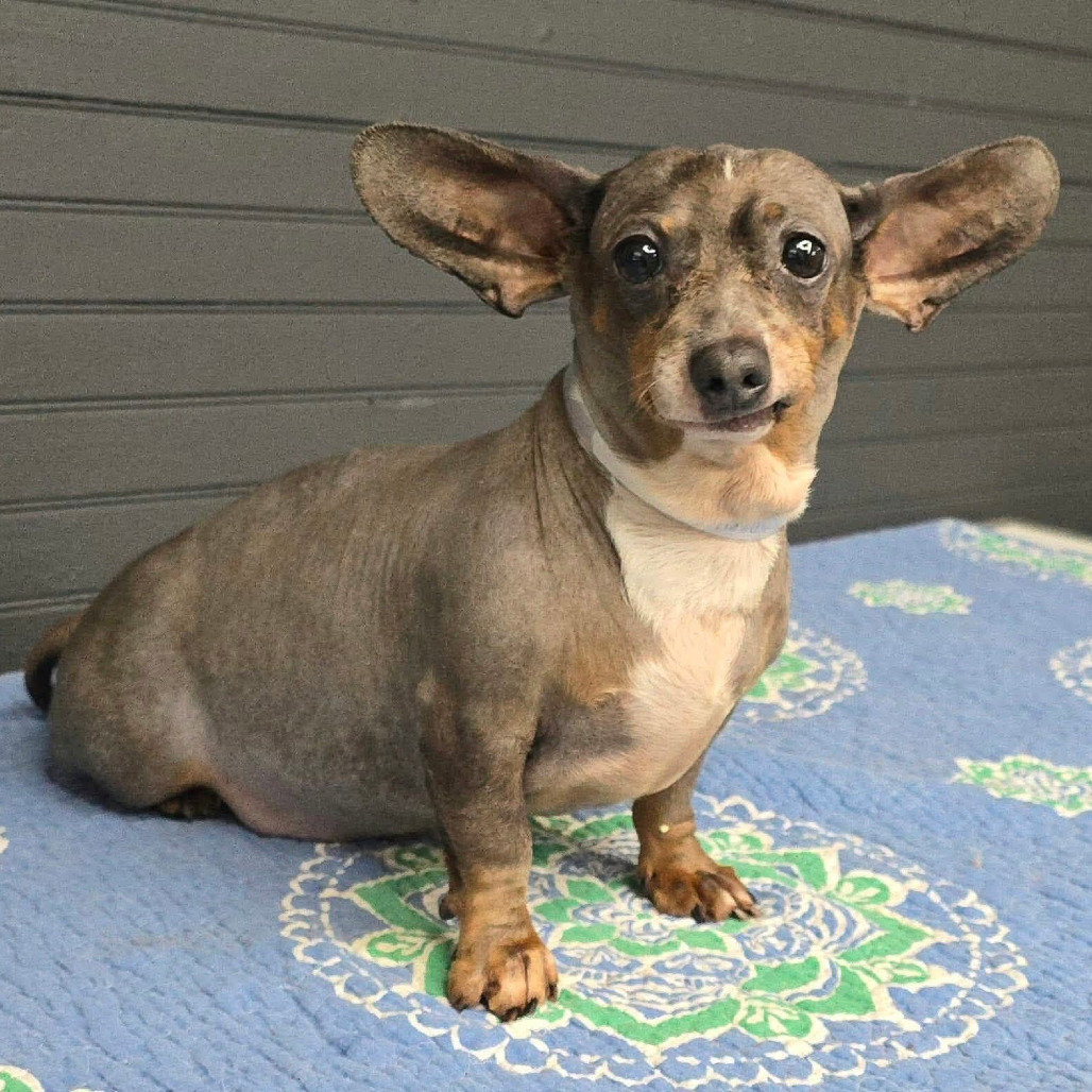 FOSTER NEEDED - Harry