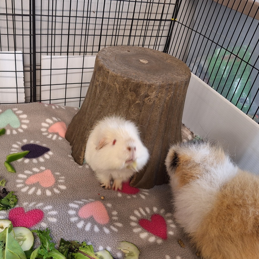 Marshmallow, photo 3
