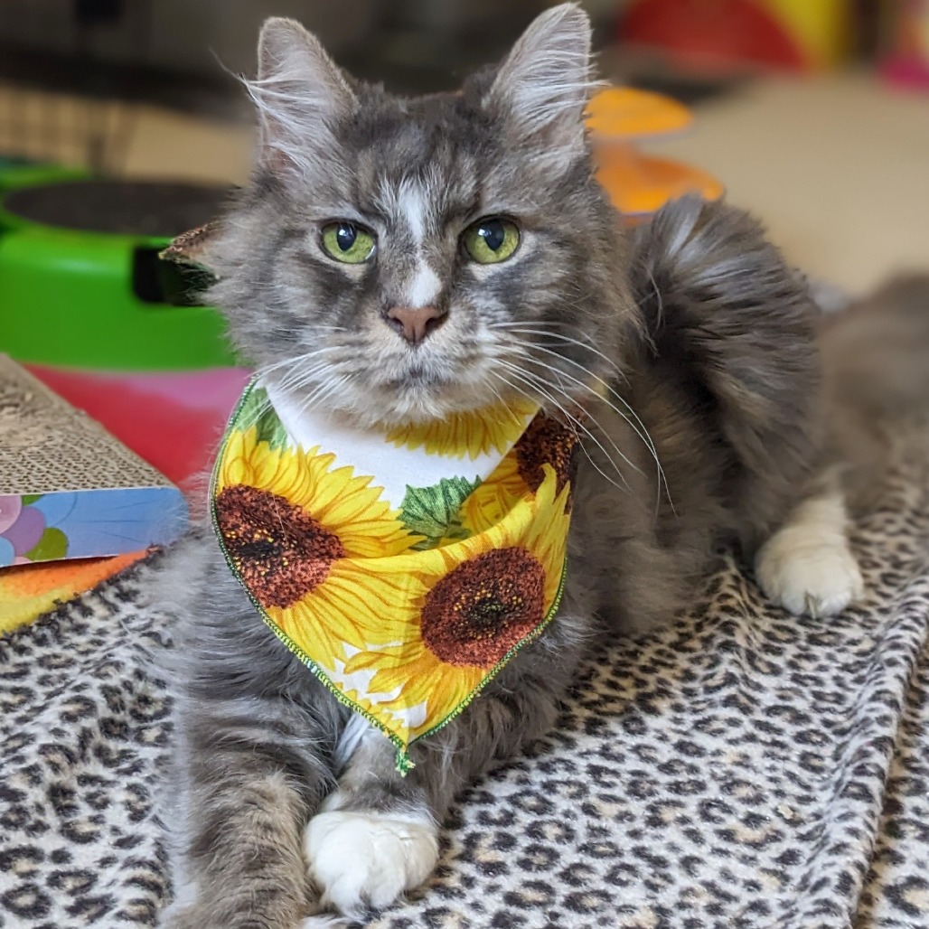 Photo of Sunflower