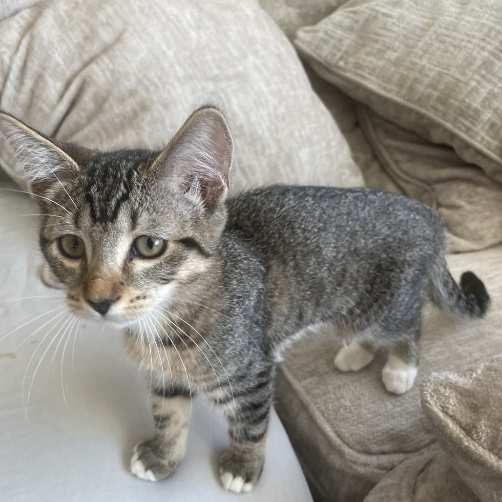BABS - Domestic Shorthair available for adoption