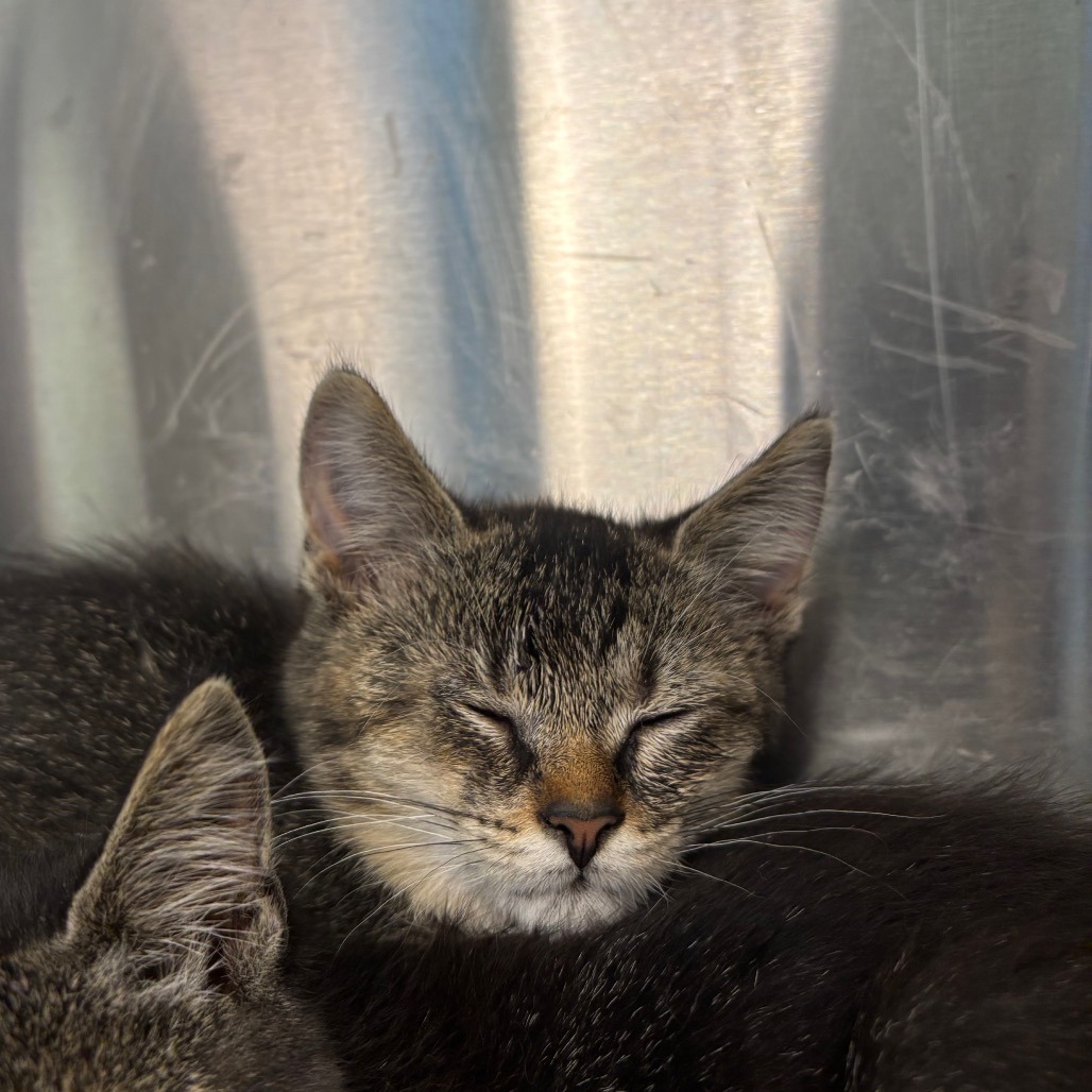 GINNIE - Domestic Shorthair available for adoption