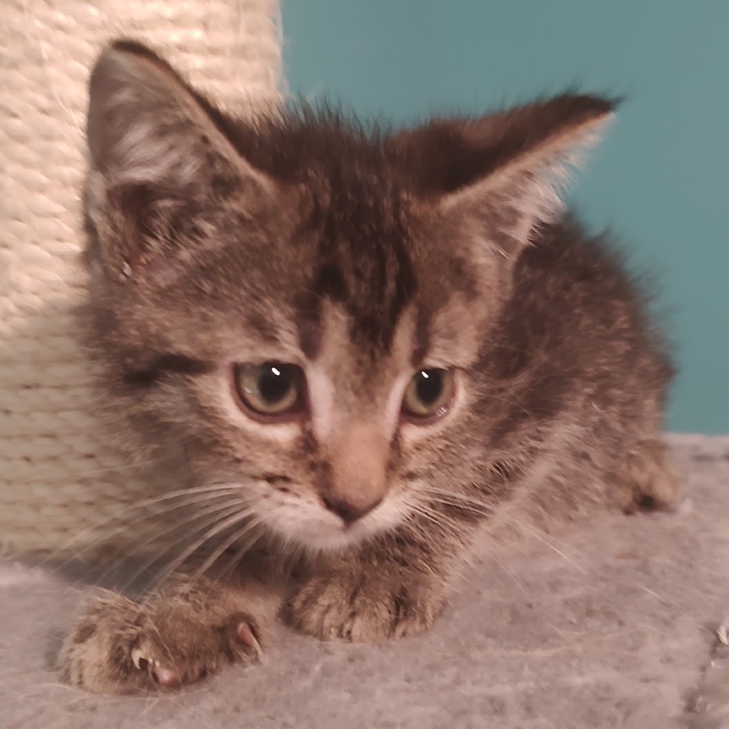 Mordecai, photo 11