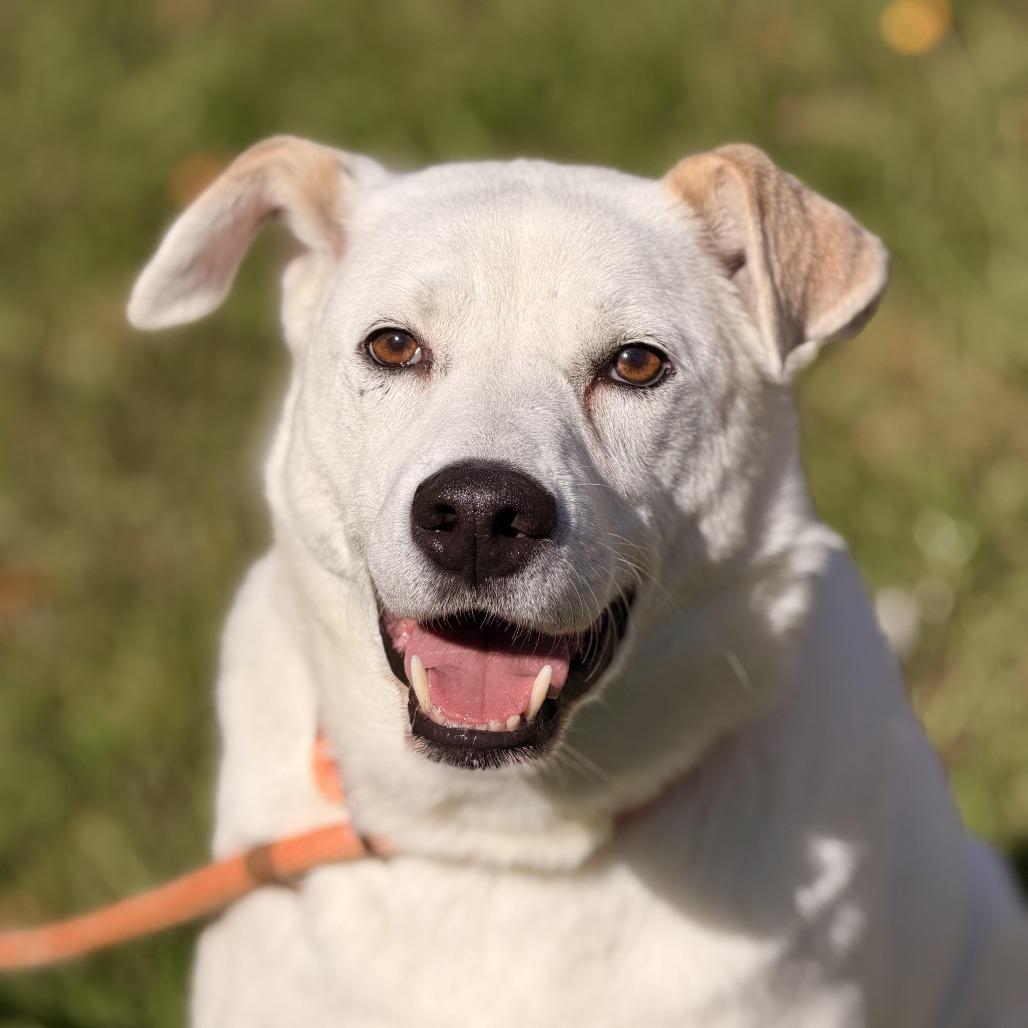 Gable (bonded to Gigi) photo 7