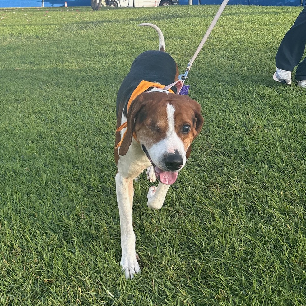 Chip — thumbnail 5