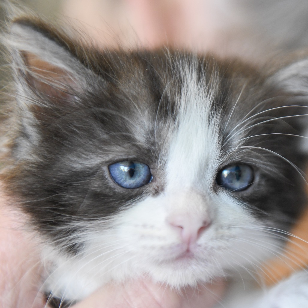 Macy (green collar) - Domestic Shorthair