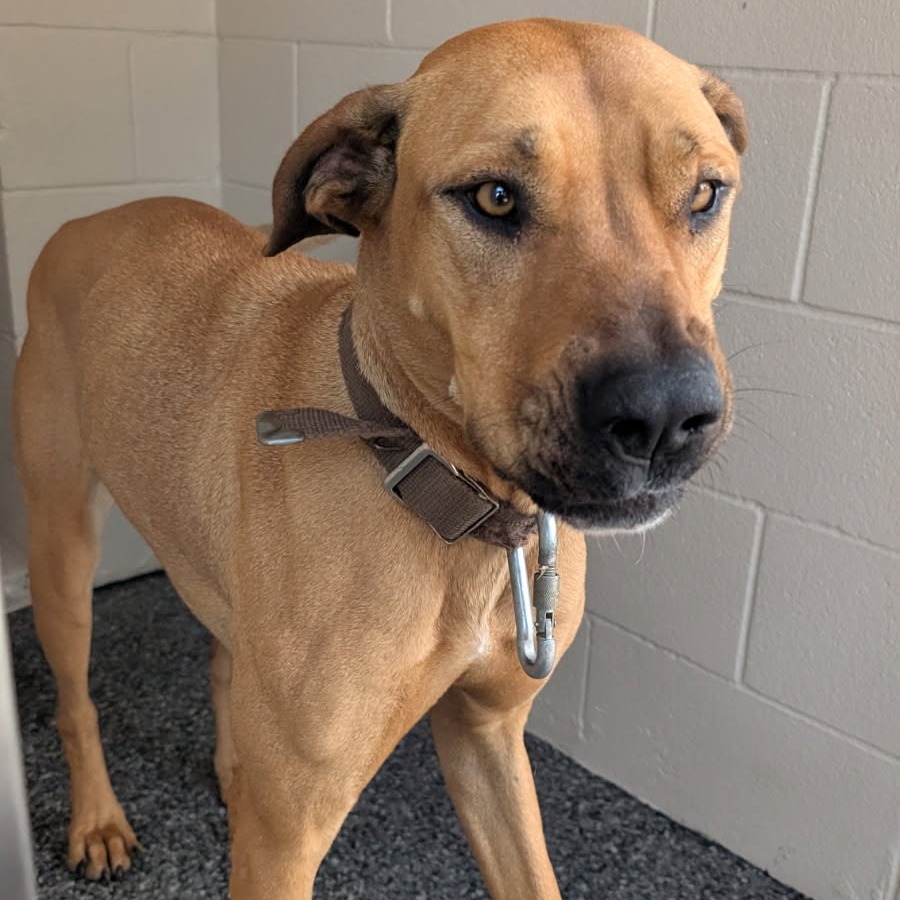 LIBBY - Black Mouth Cur / Mixed Breed (Large) available for adoption