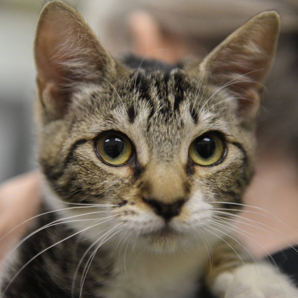 Hermione (red collar) - Domestic Shorthair