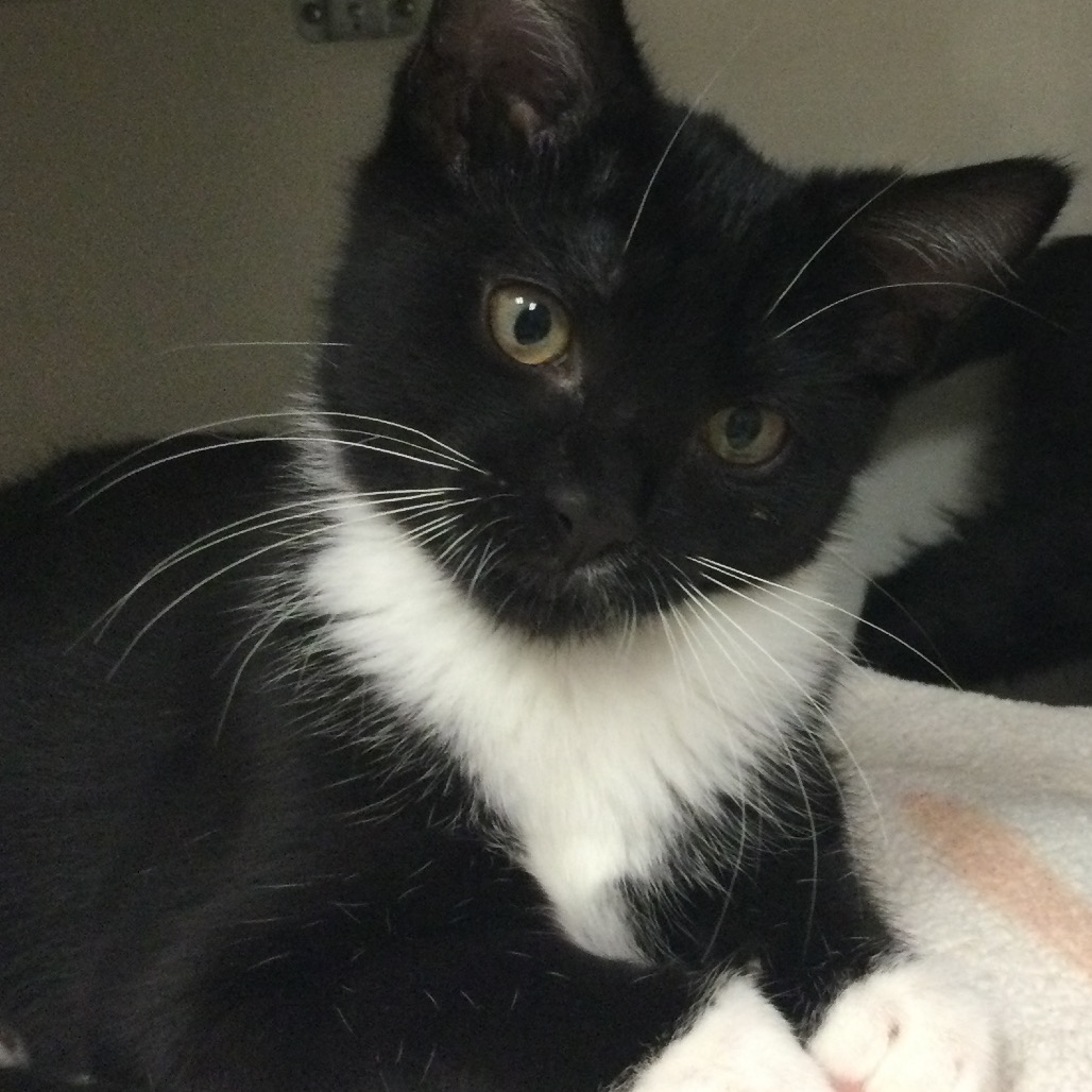 Mowgli - Domestic Shorthair