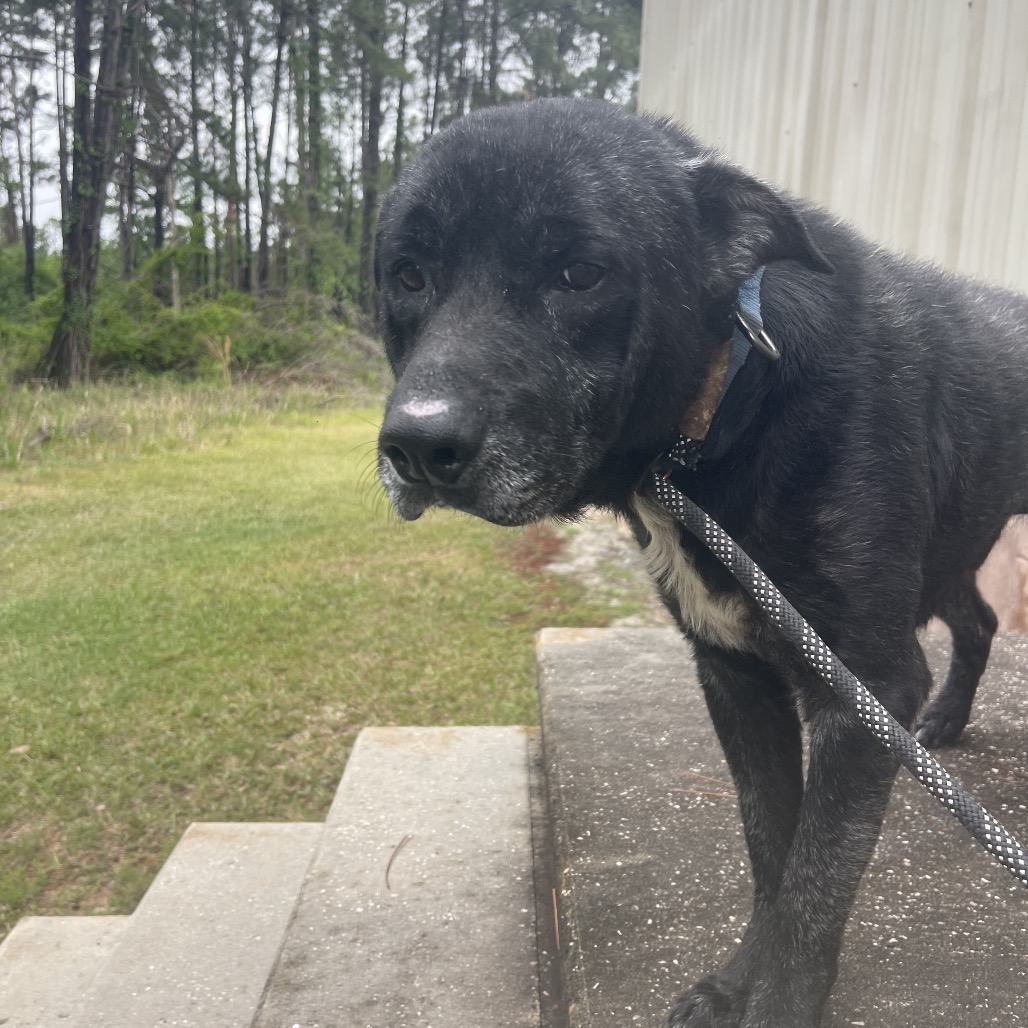 Dozer, photo 6