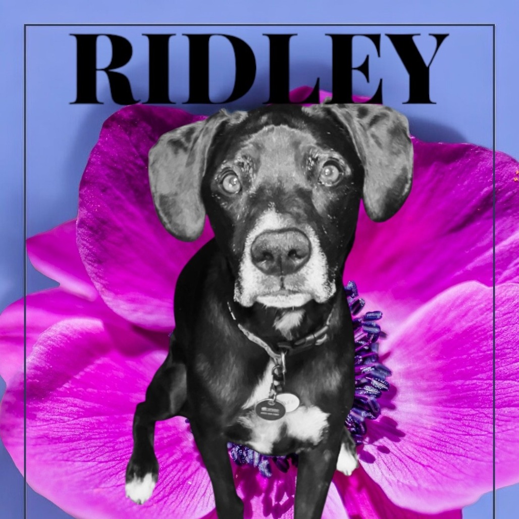 Ridley: Male 82 Boxer/Retriever, Black Labrador