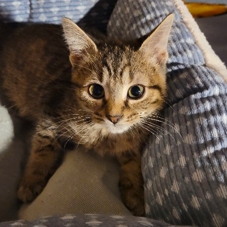 Fifi, photo 5