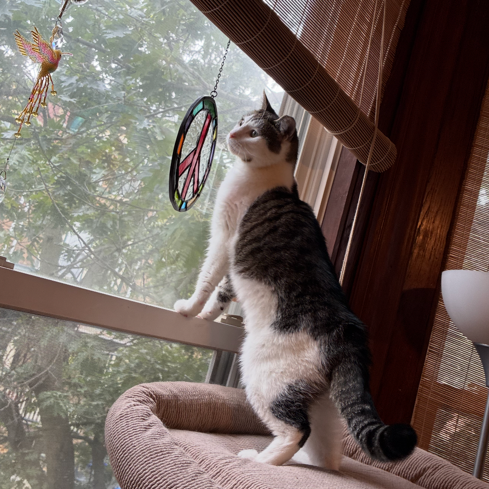 Lucy, photo 3