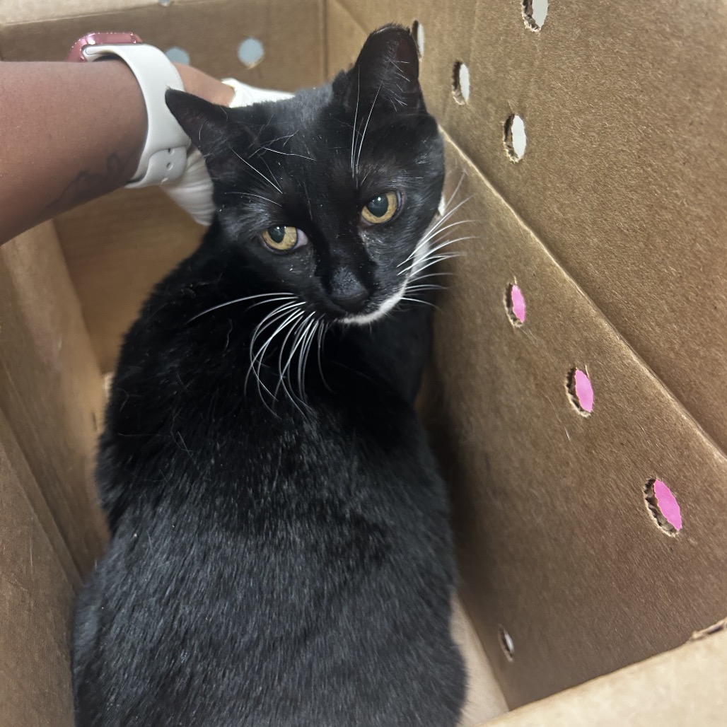 BOOTS - Domestic Shorthair available for adoption