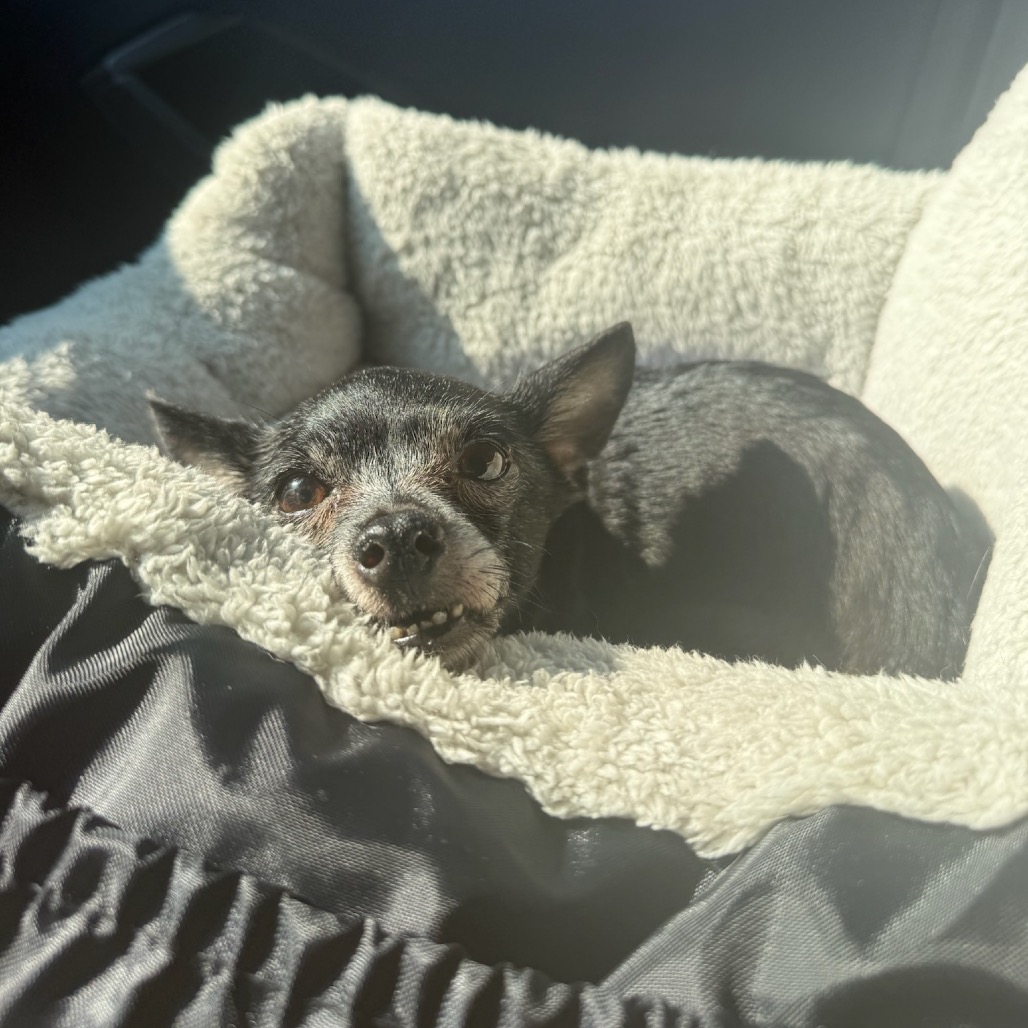 Daisy, photo 6