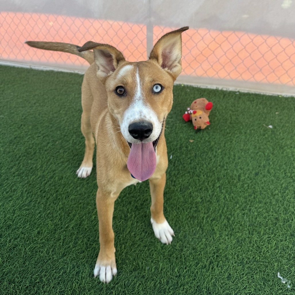 CHEDDAR - Husky / Mixed Breed (Large) for adoption in Tempe