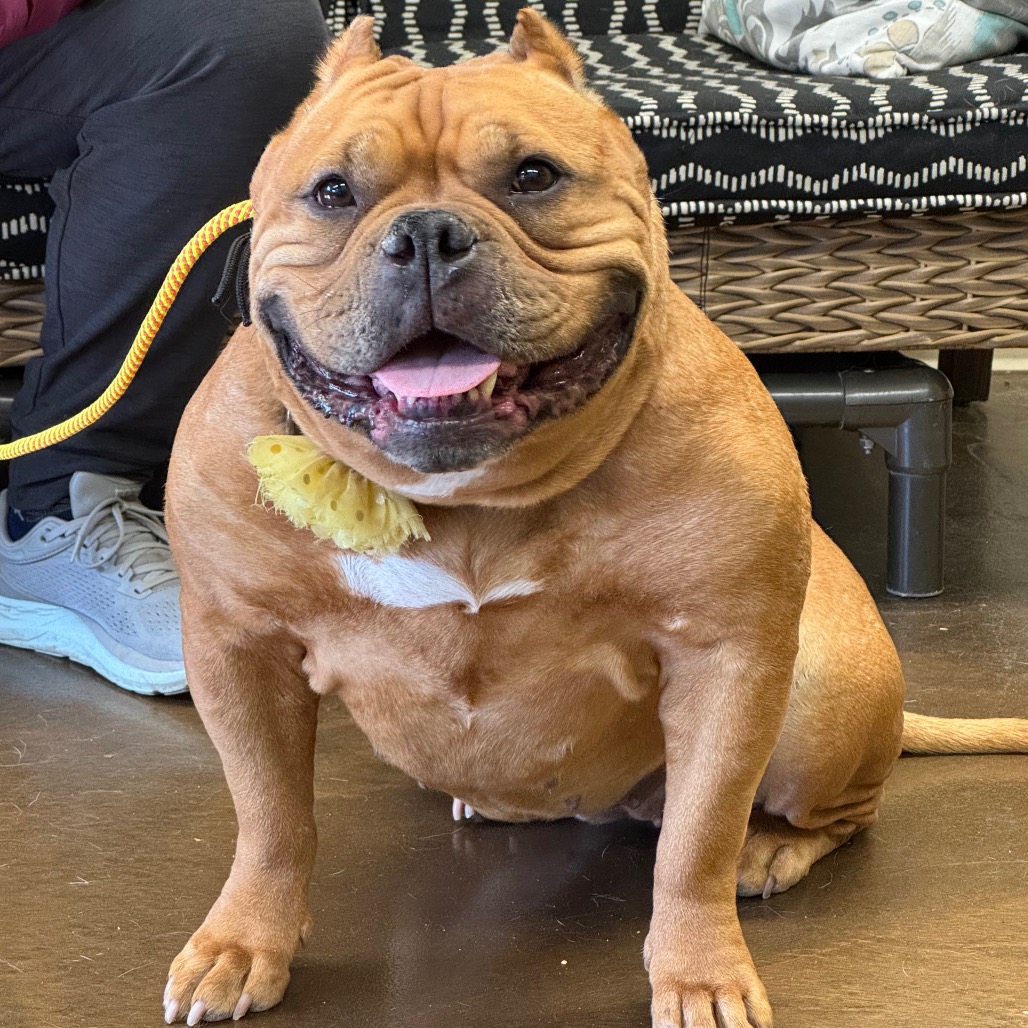 Gertrude