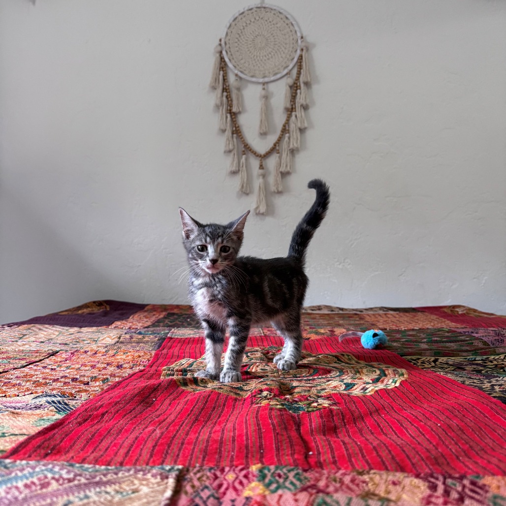 Casper, photo 3